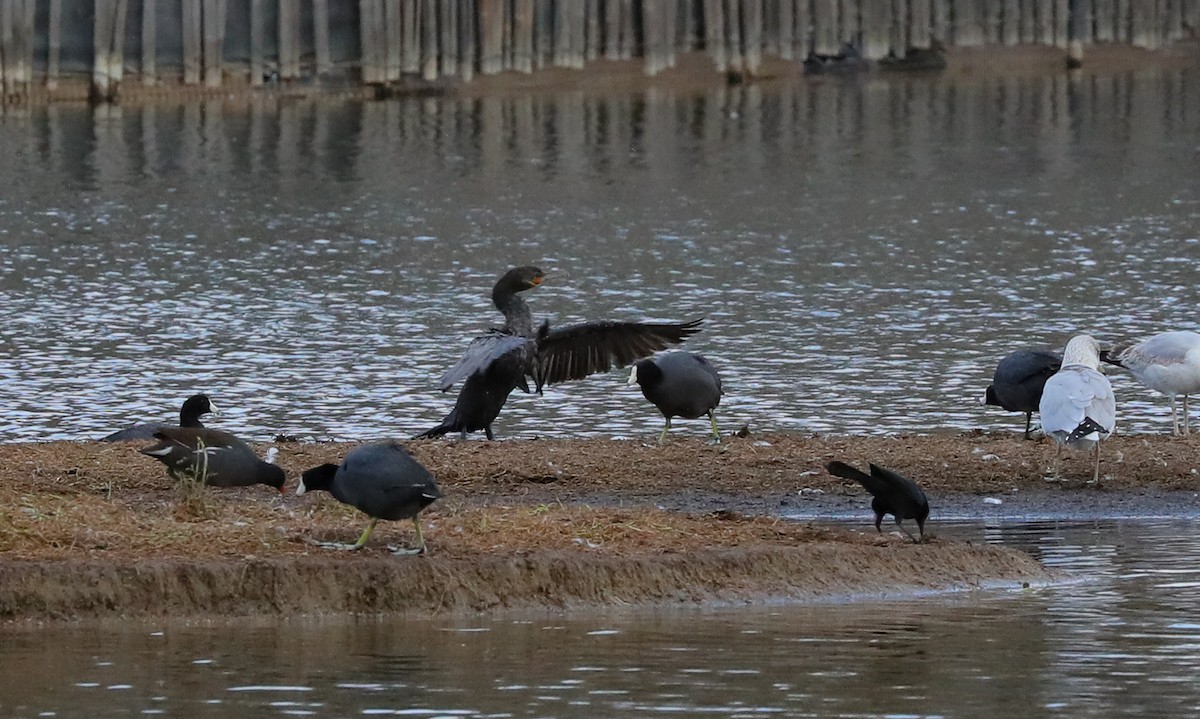 Neotropic Cormorant - ML629698934