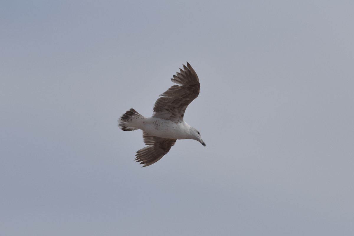 Kelp Gull - ML629699098