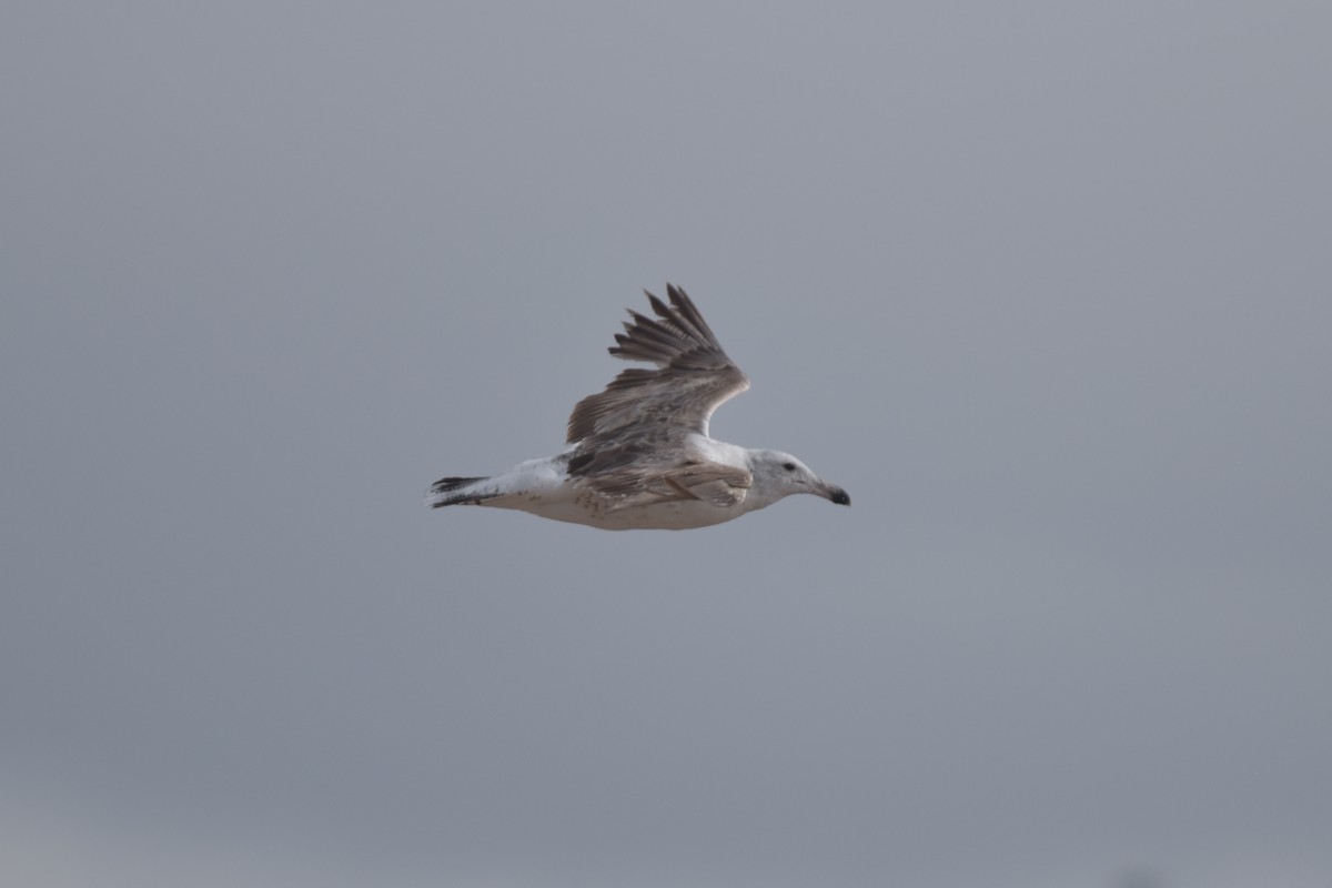 Kelp Gull - ML629699104