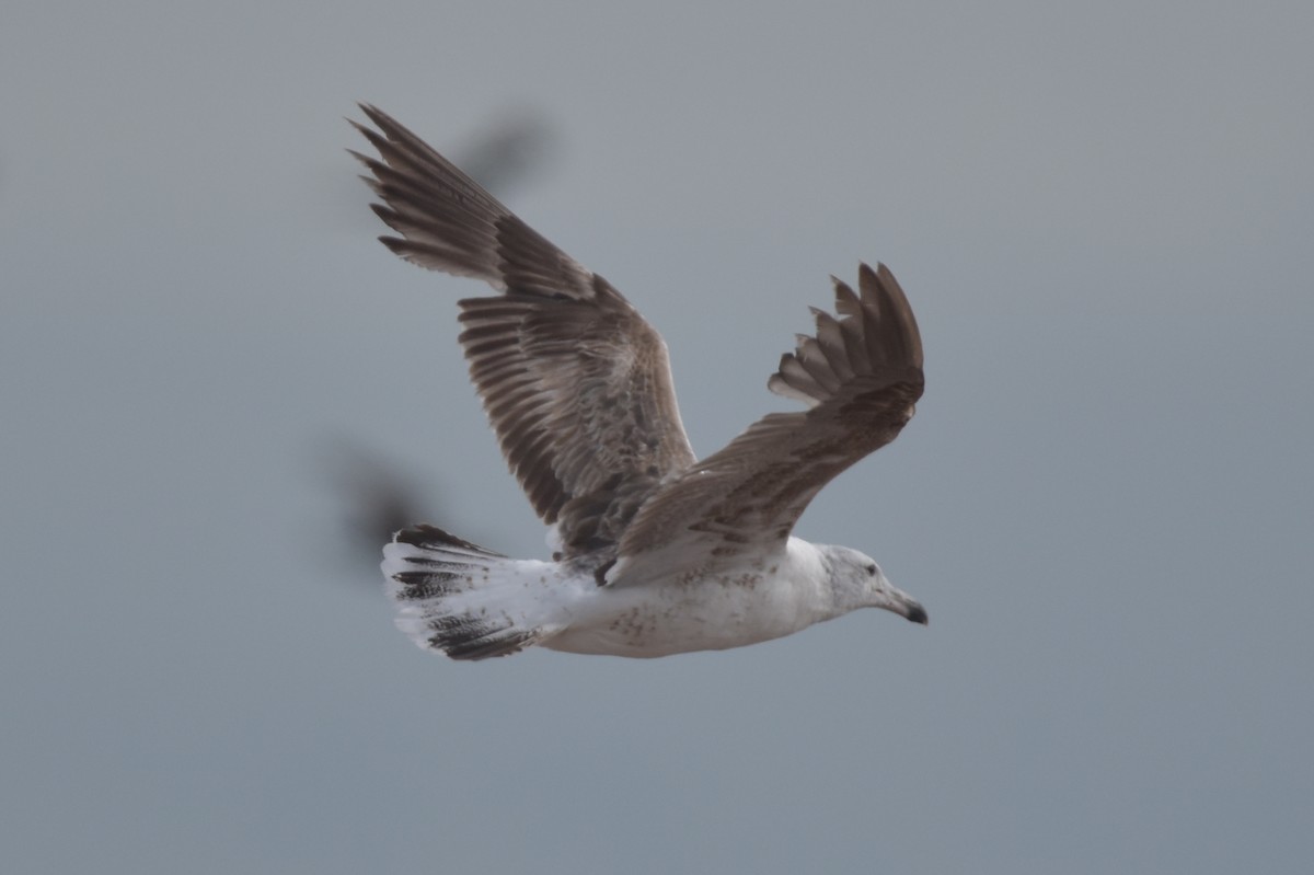 Kelp Gull - ML629699107