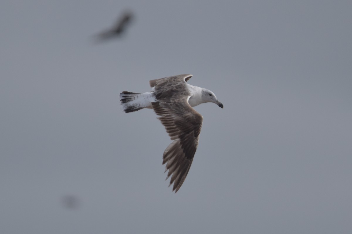 Kelp Gull - ML629699108