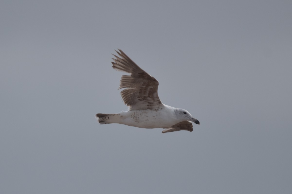 Kelp Gull - ML629699110
