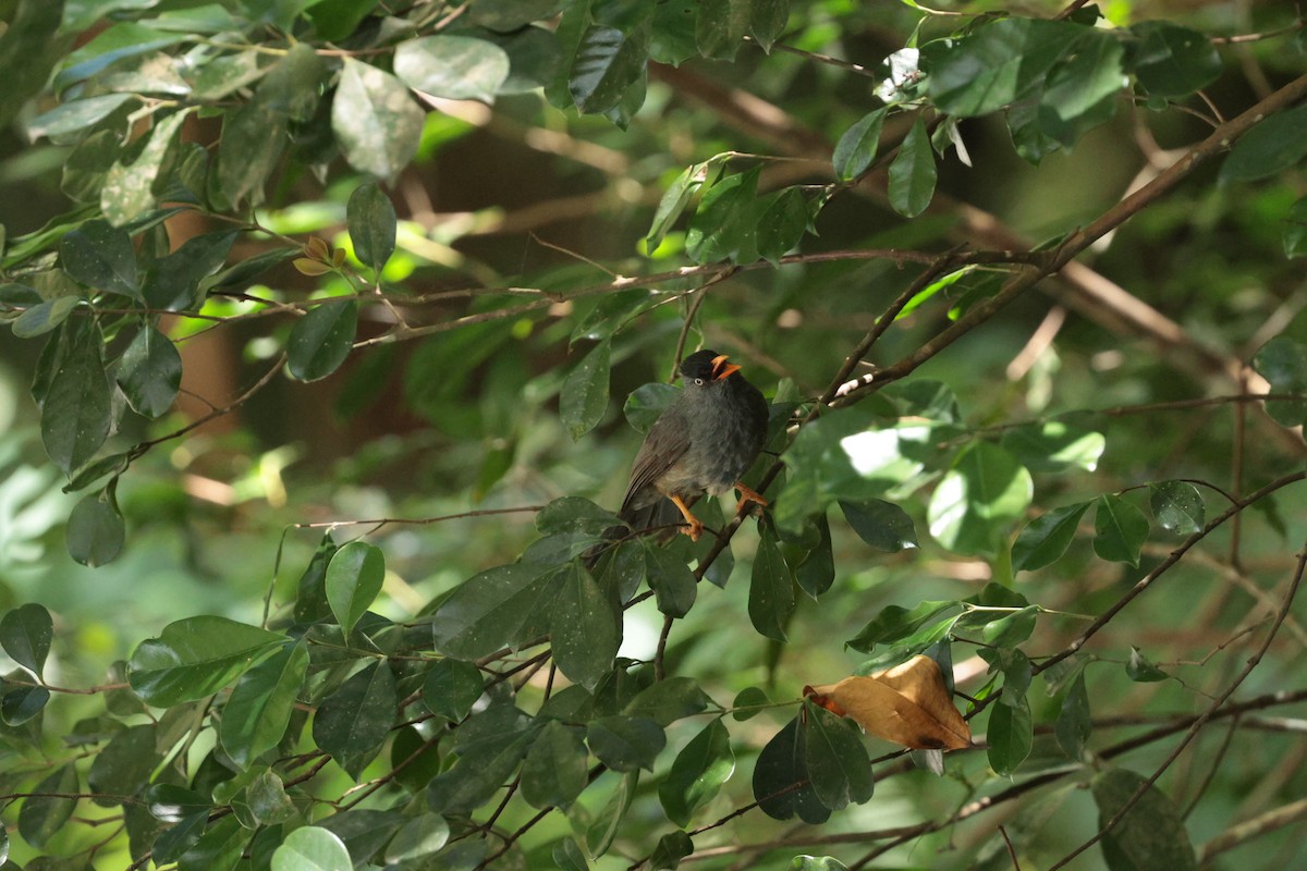 Reunion Bulbul - ML629699115