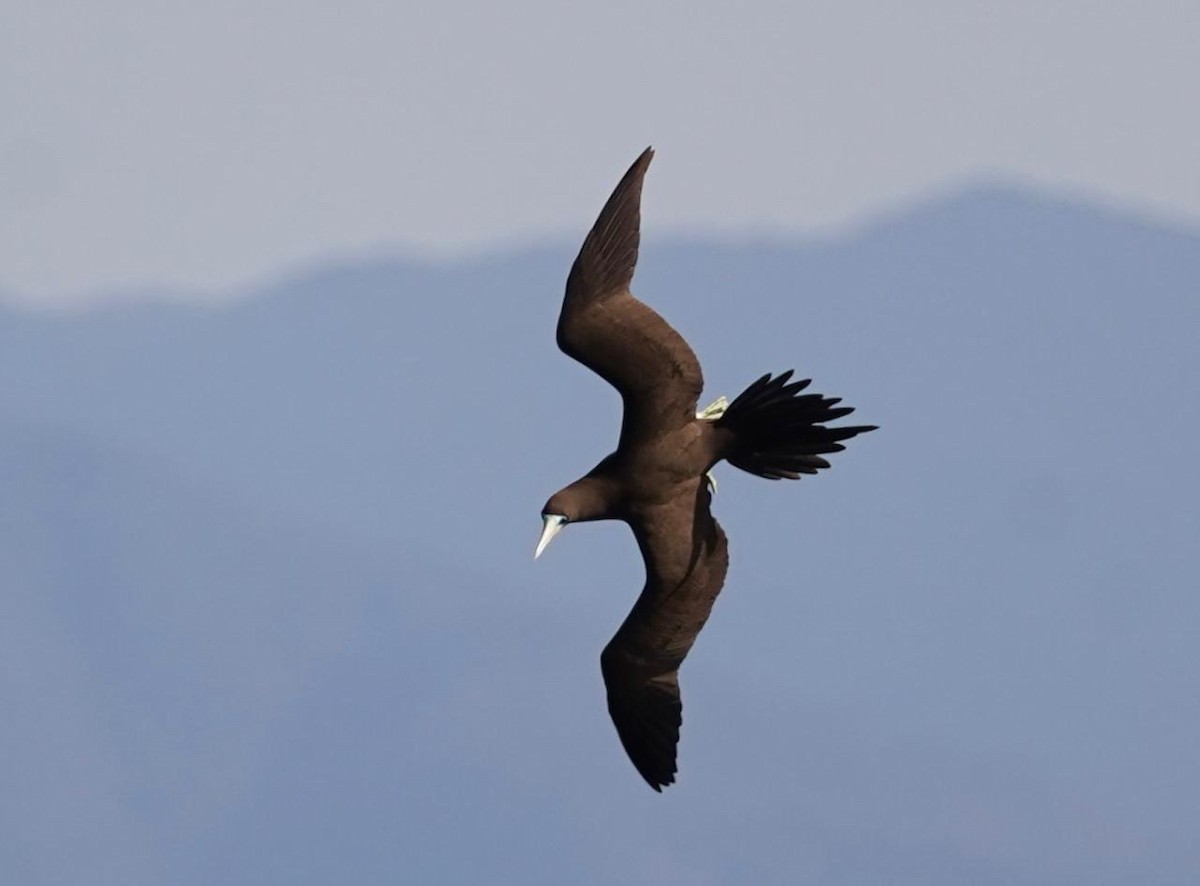 terej žlutonohý - ML629699180