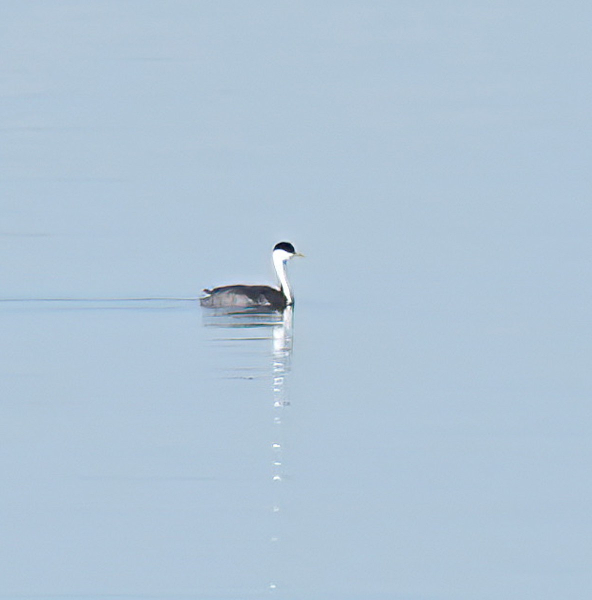 Western Grebe - ML629699188