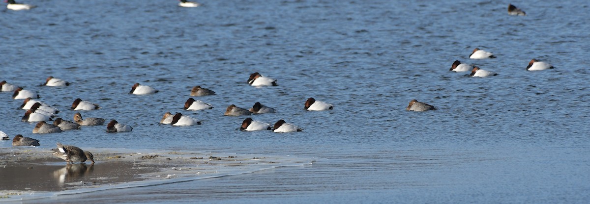 Canvasback - ML629699380