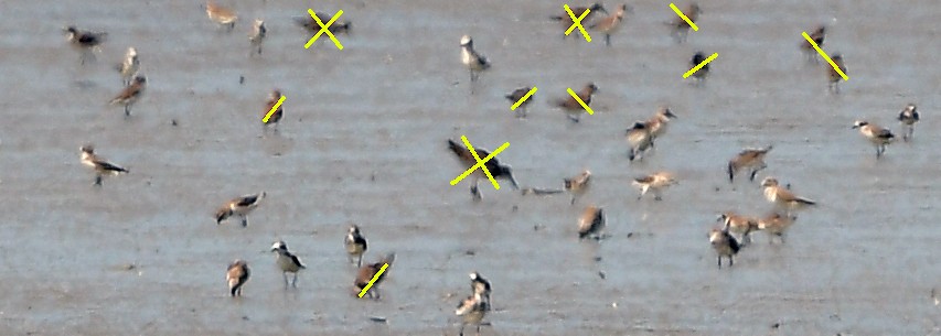Tibetan Sand-Plover - ML629699394