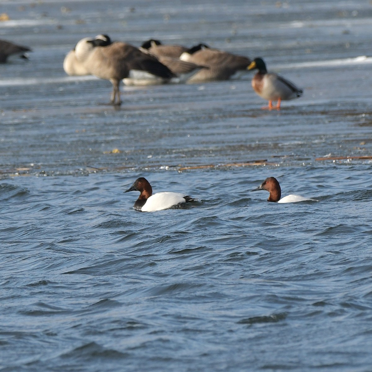 Canvasback - ML629699402