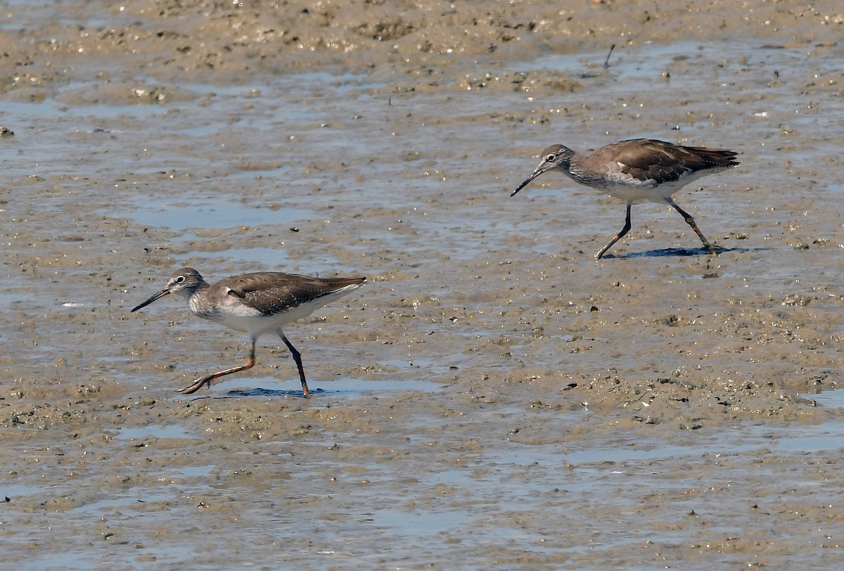 Common Redshank - ML629699415