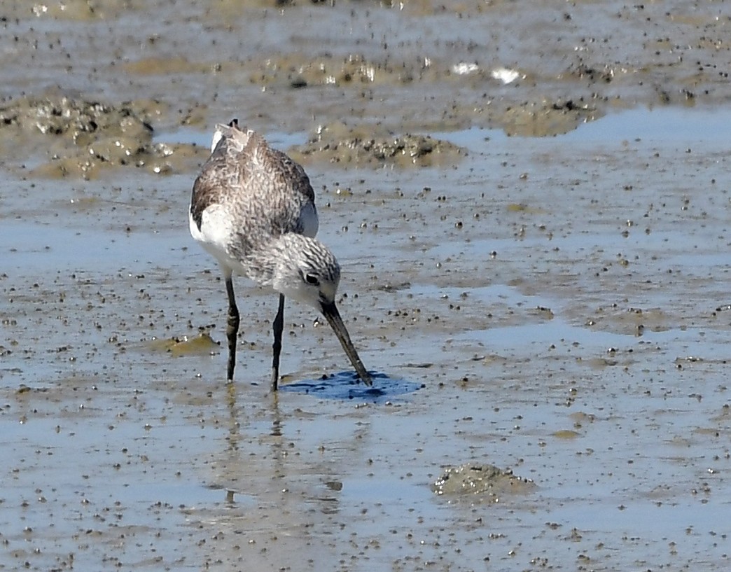 Common Greenshank - ML629699427