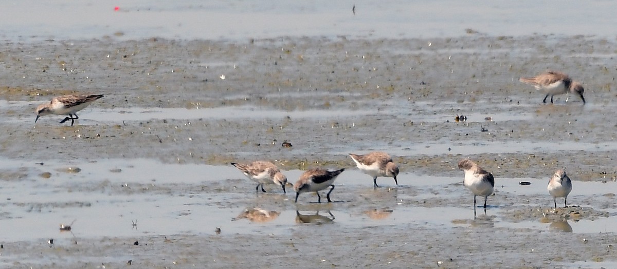 Red-necked Stint - ML629699444