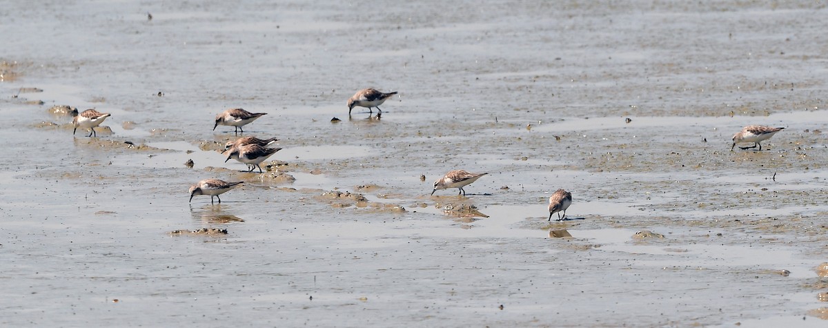 Red-necked Stint - ML629699445