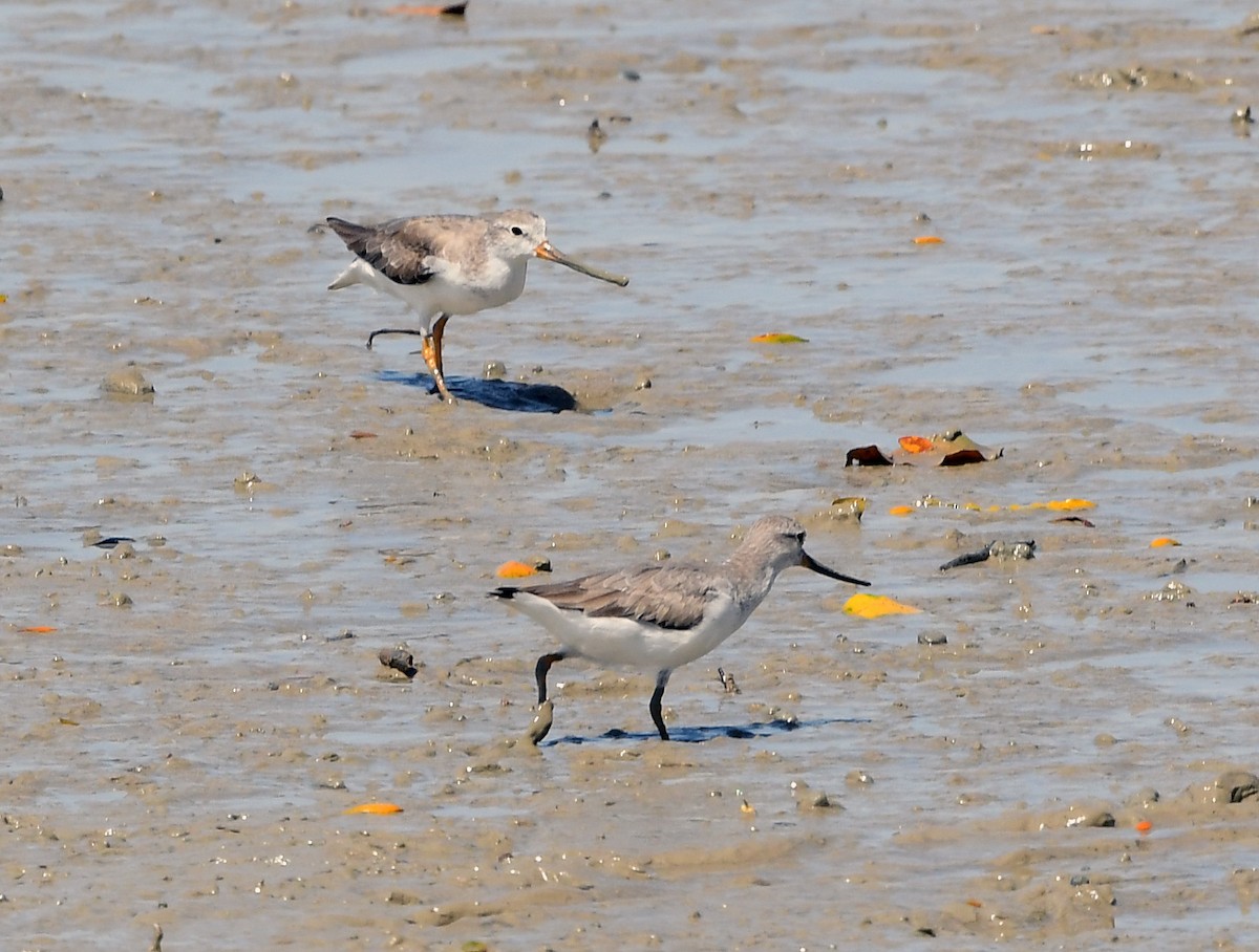 Terek Sandpiper - ML629699541