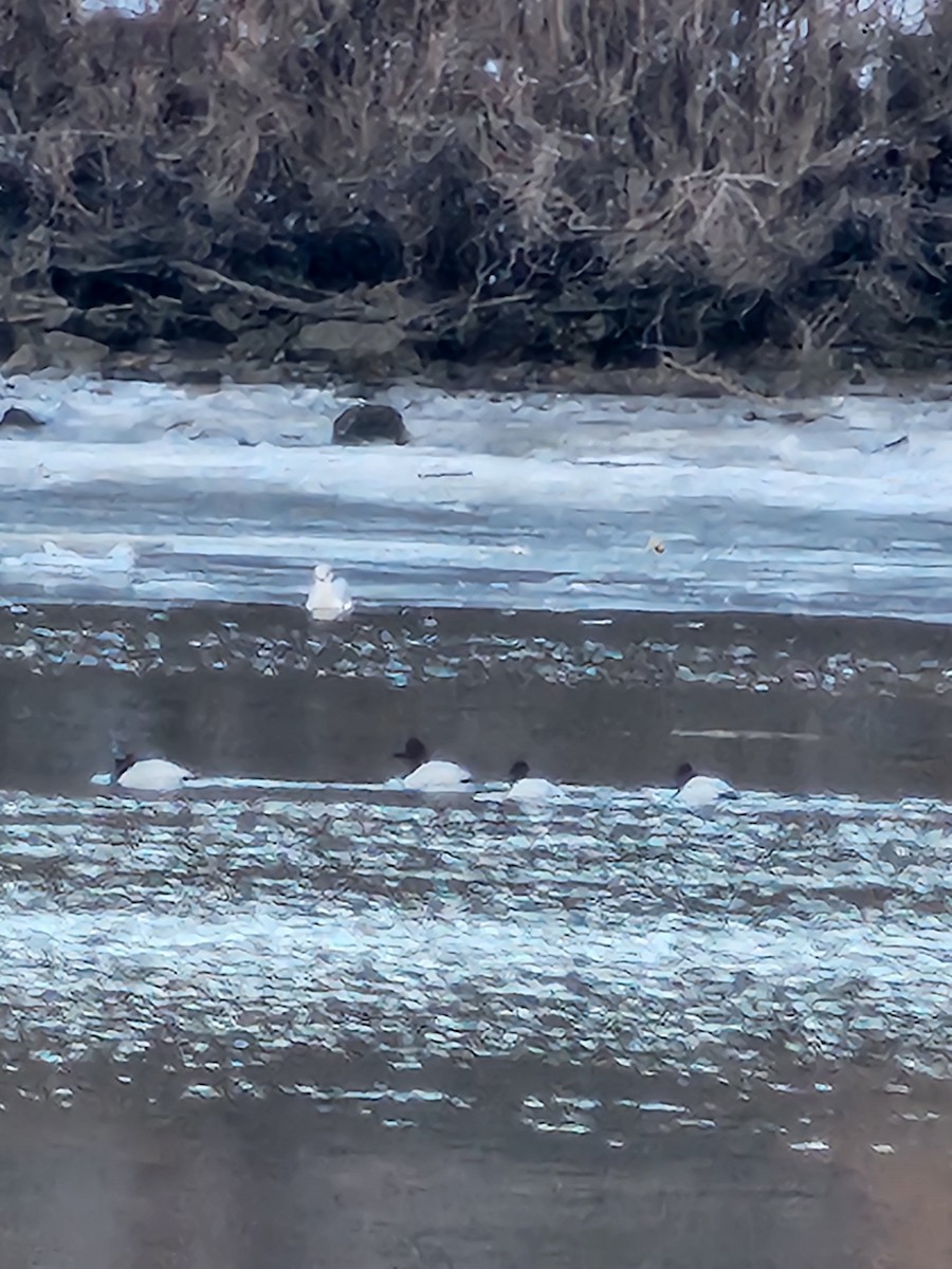 Canvasback - ML629699657