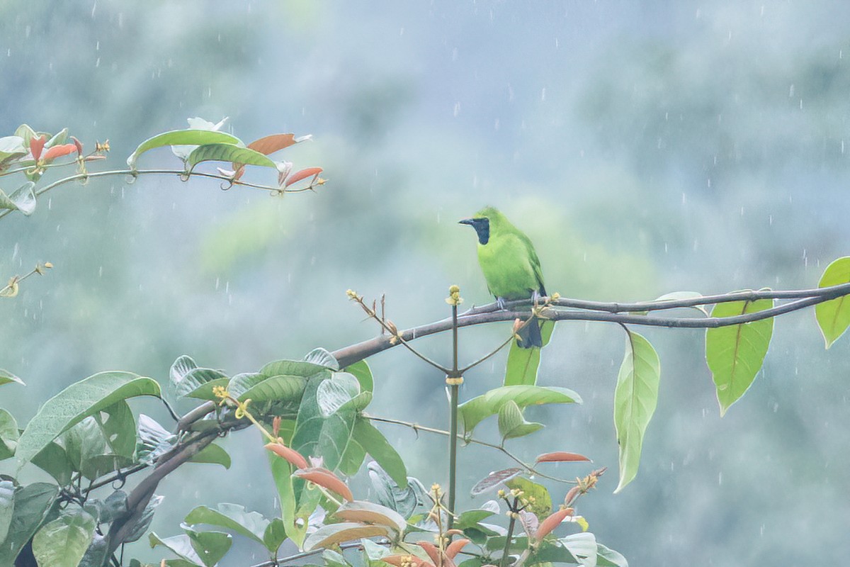 Lesser Green Leafbird - ML629699697
