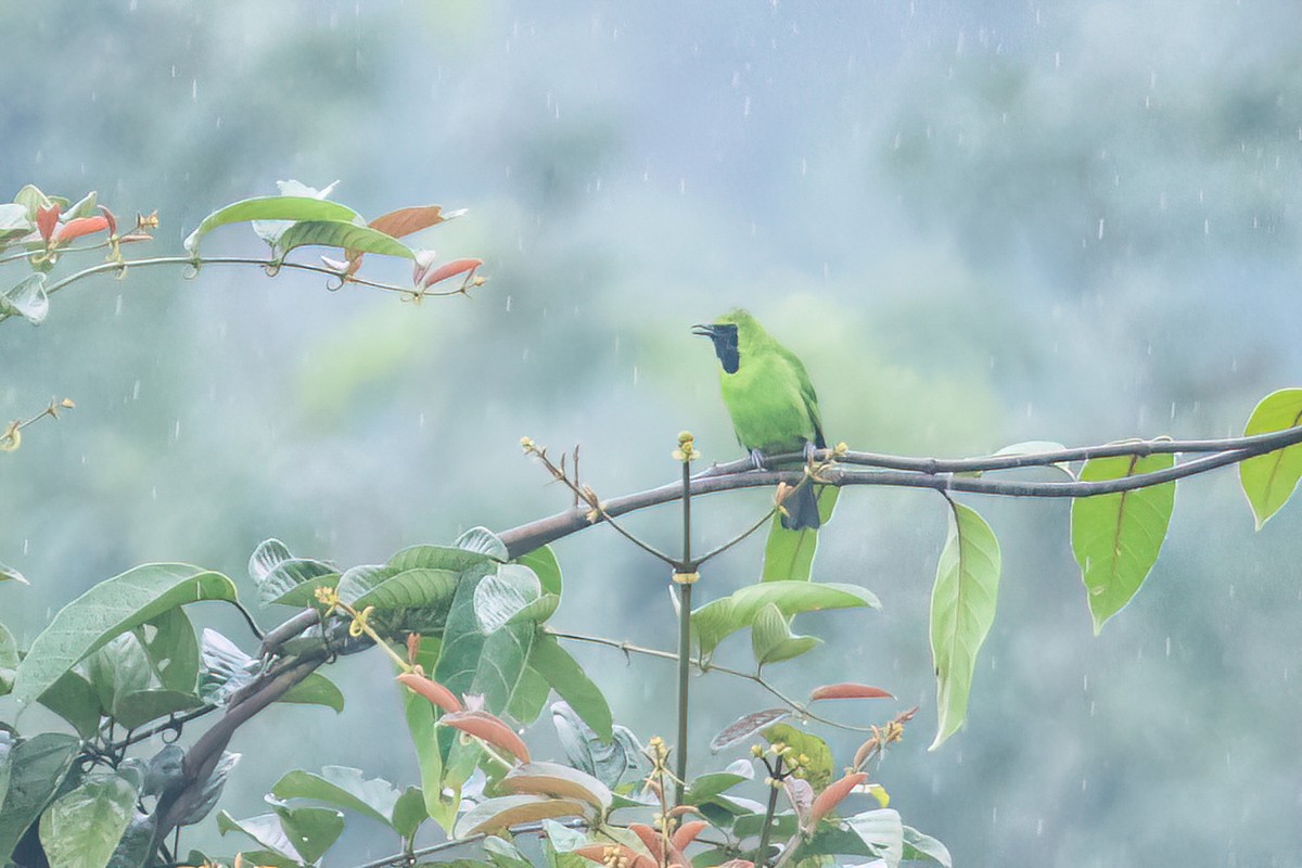 Lesser Green Leafbird - ML629699698