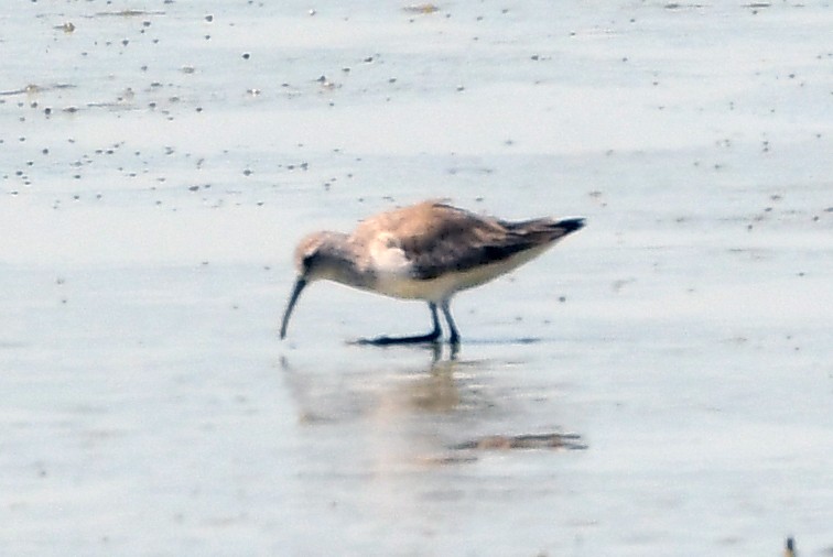 Curlew Sandpiper - ML629699870