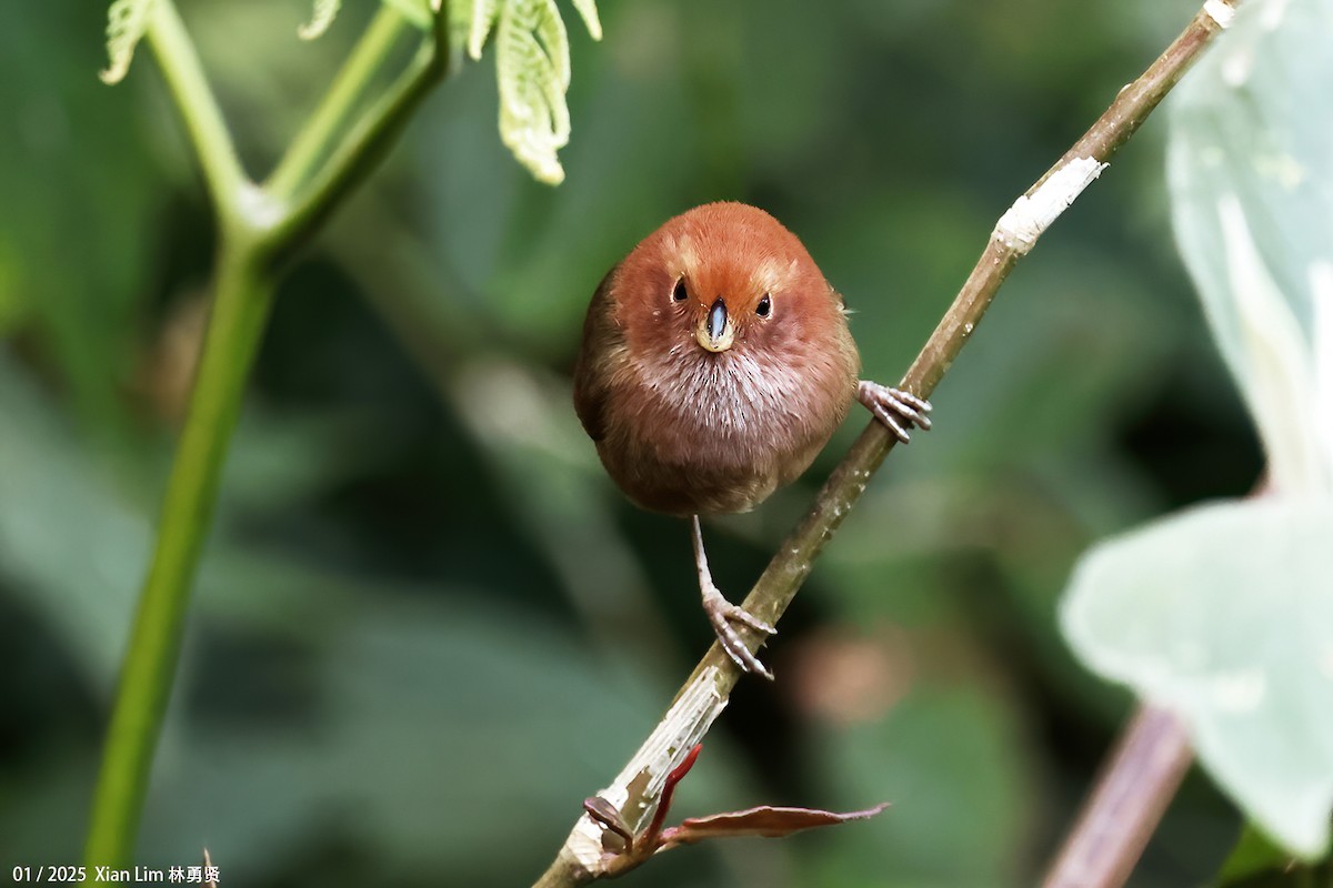 Brown-winged Parrotbill - ML629700018