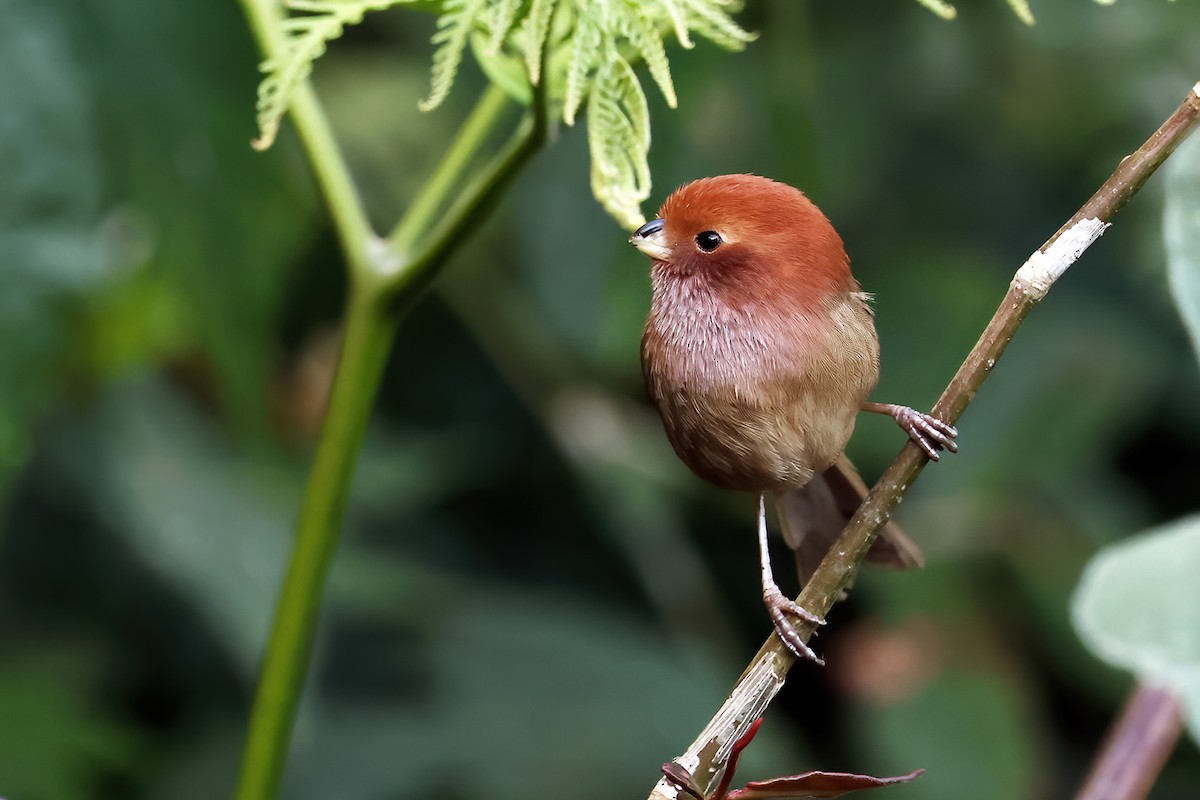 Brown-winged Parrotbill - ML629700019