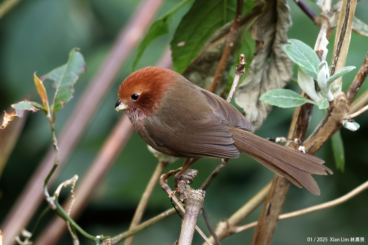 Brown-winged Parrotbill - ML629700020