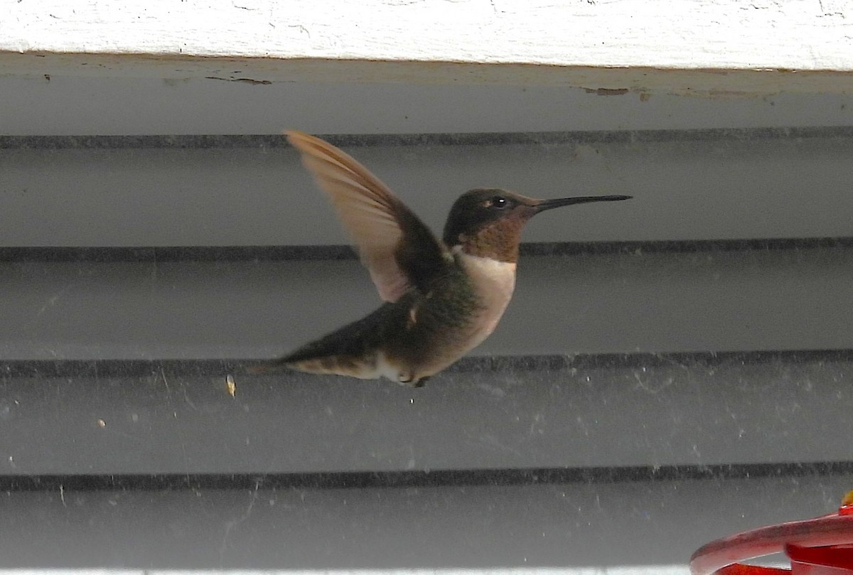 Ruby-throated Hummingbird - ML629700023