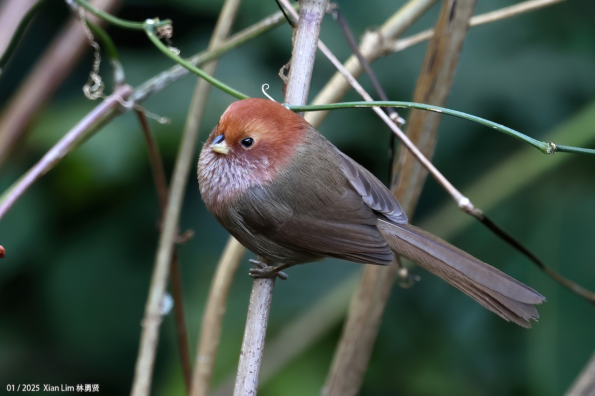 Brown-winged Parrotbill - ML629700060