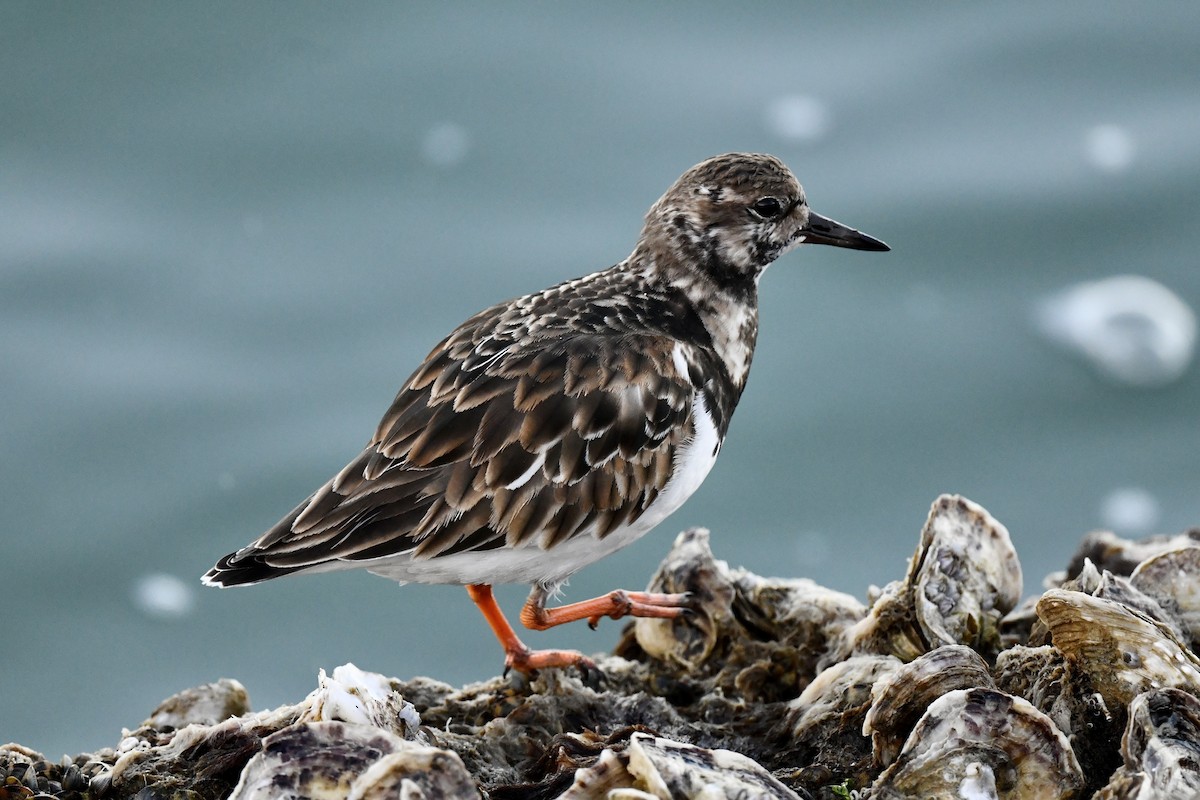 Ruddy Turnstone - ML629700113