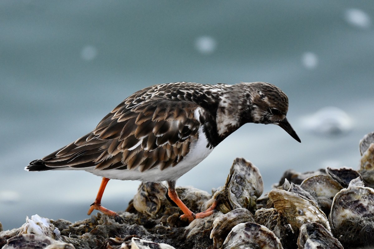 Ruddy Turnstone - ML629700135