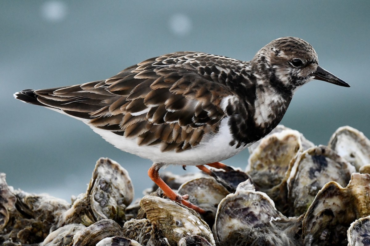 Ruddy Turnstone - ML629700149