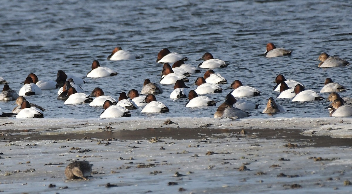 Canvasback - ML629700154