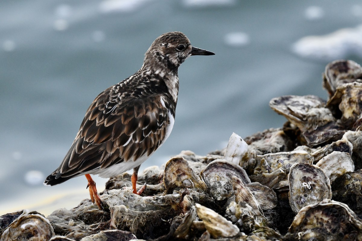 Ruddy Turnstone - ML629700157