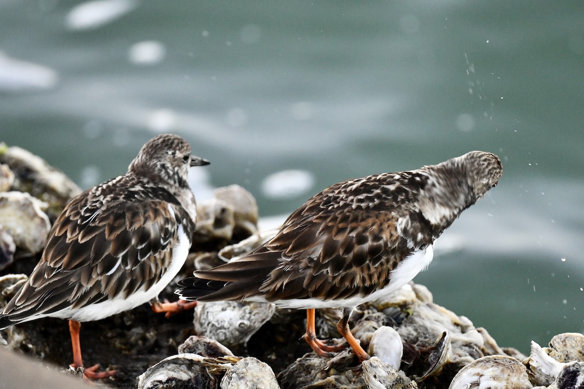 Ruddy Turnstone - ML629700171