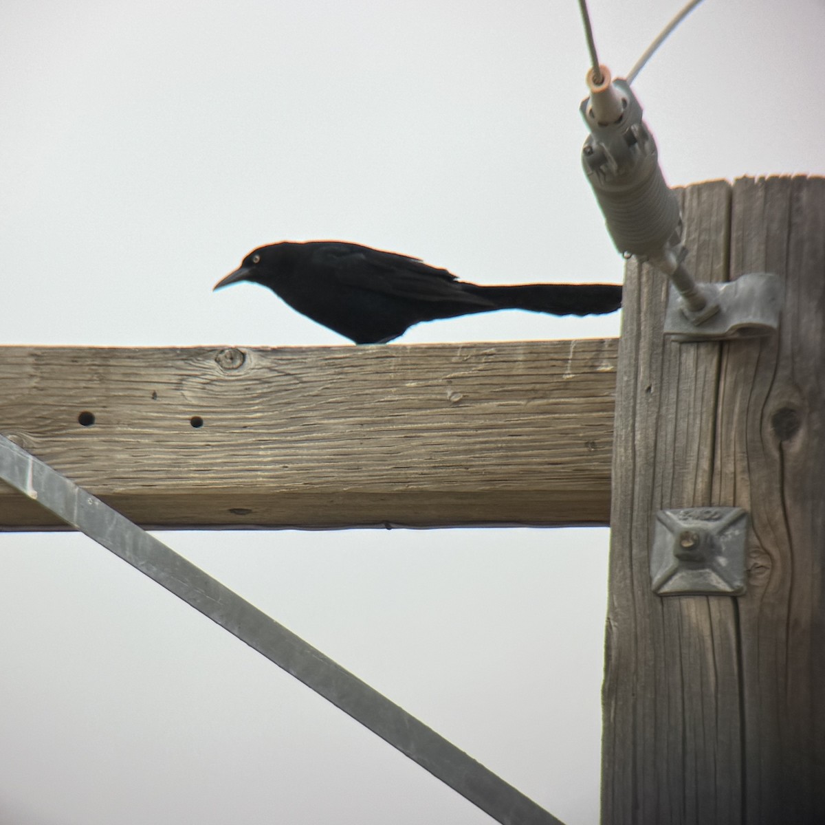 Great-tailed Grackle - ML629700176