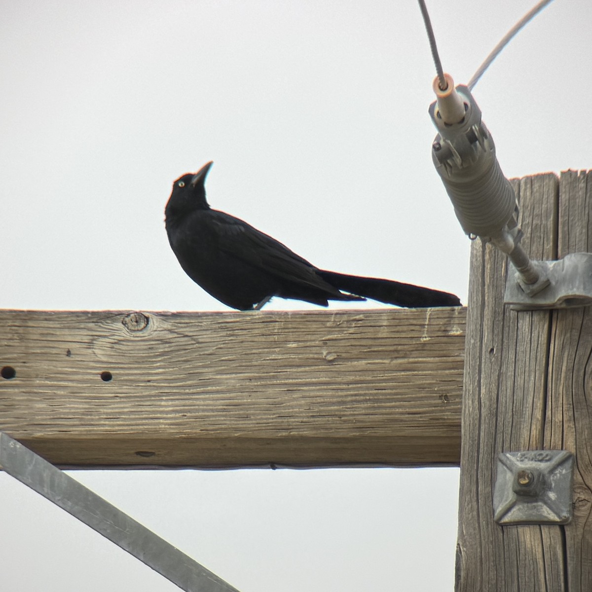 Great-tailed Grackle - ML629700177