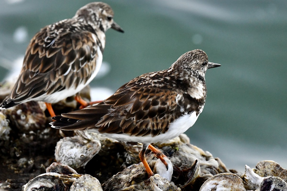 Ruddy Turnstone - ML629700186