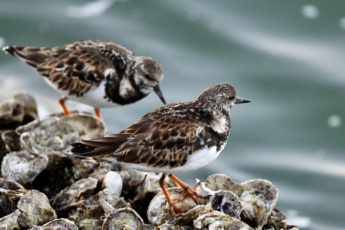 Ruddy Turnstone - ML629700204