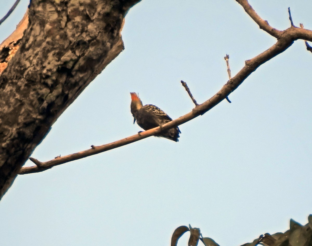 Gray-and-buff Woodpecker - ML629700242