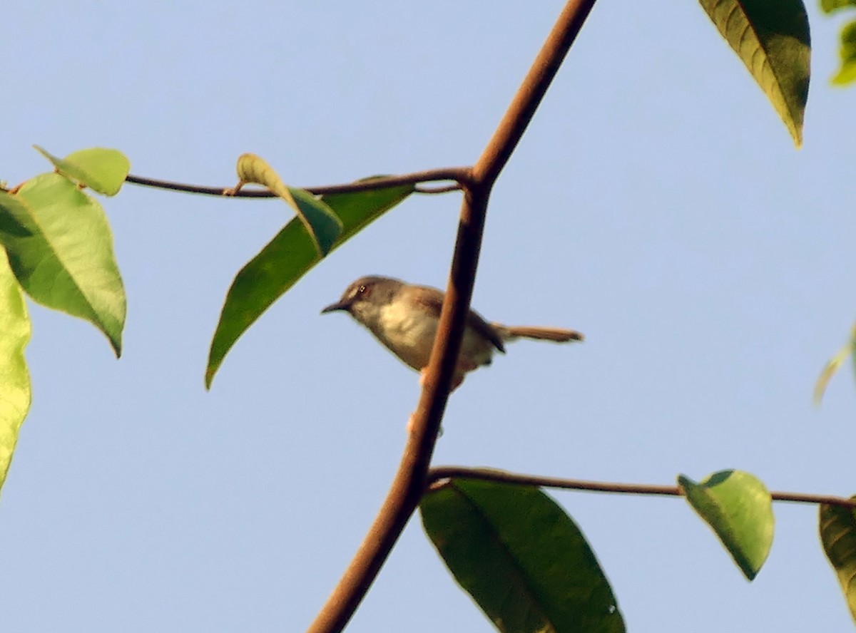 Rufescent Prinia - ML629700312