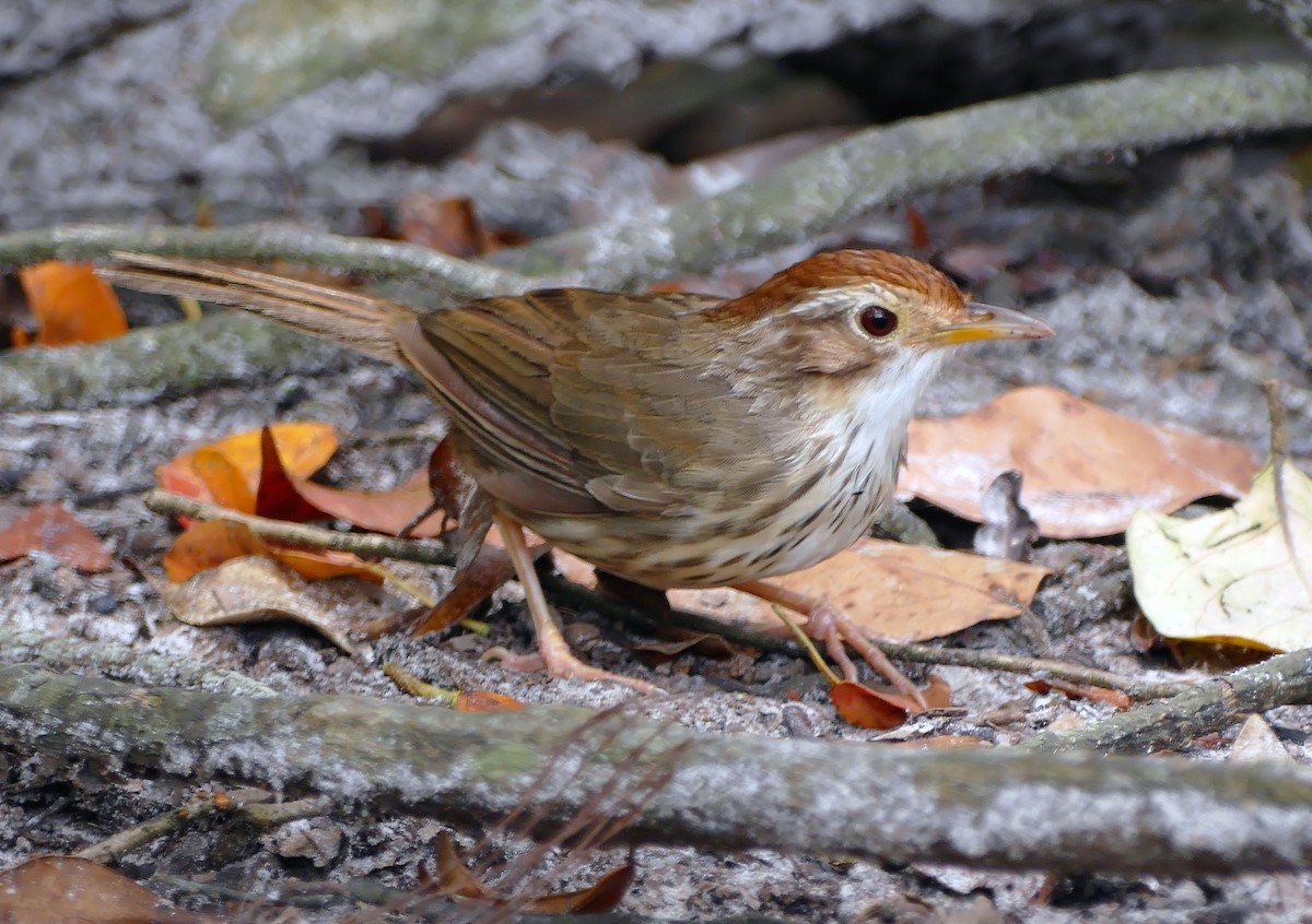 Puff-throated Babbler - ML629700363