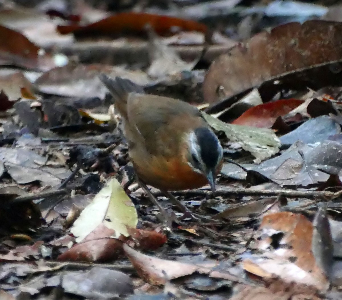 Malayan Black-capped Babbler - ML629700369