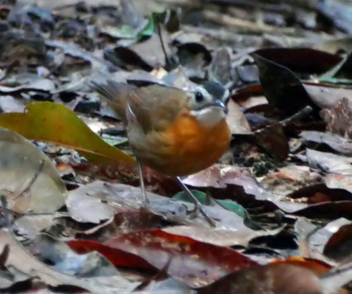 Malayan Black-capped Babbler - ML629700379