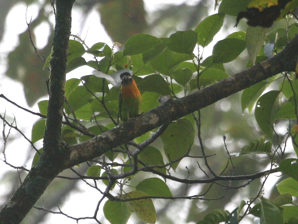 Dusky-cheeked Fig-Parrot - ML629700440