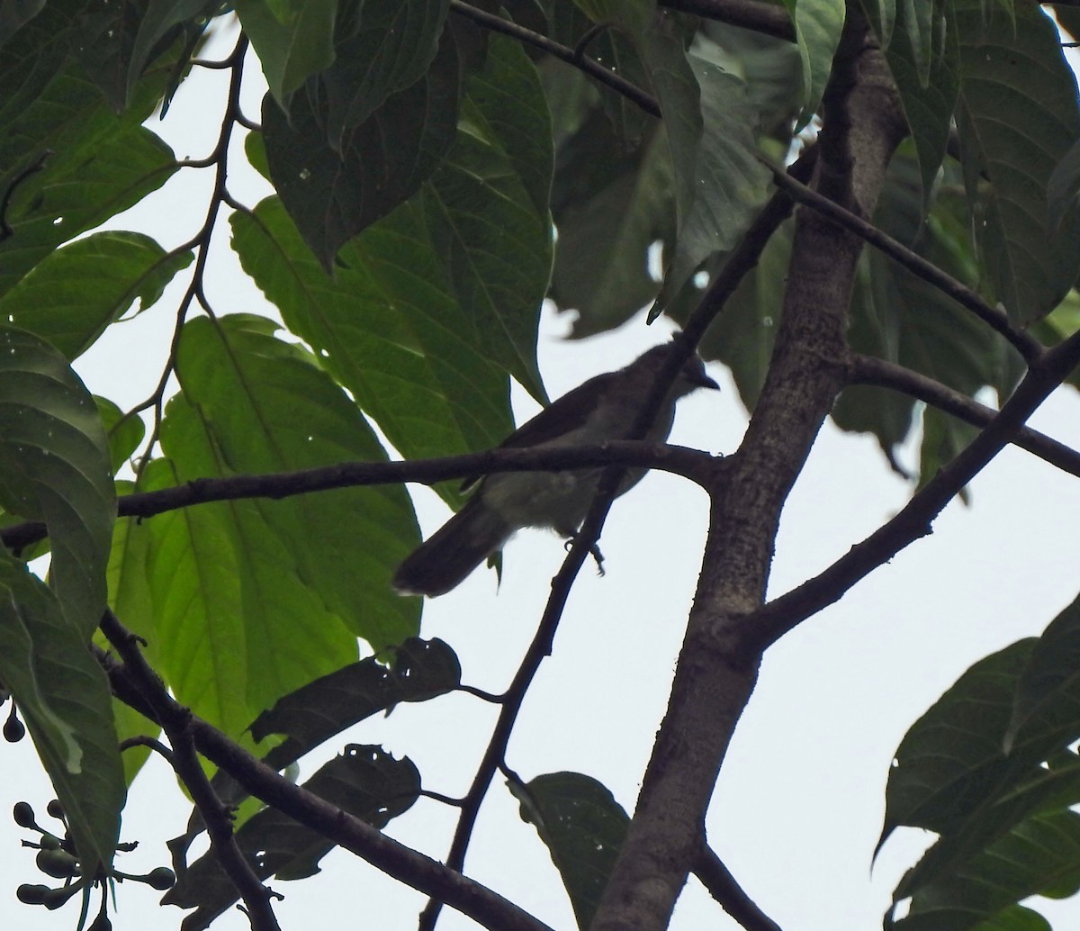 Hairy-backed Bulbul - ML629700446