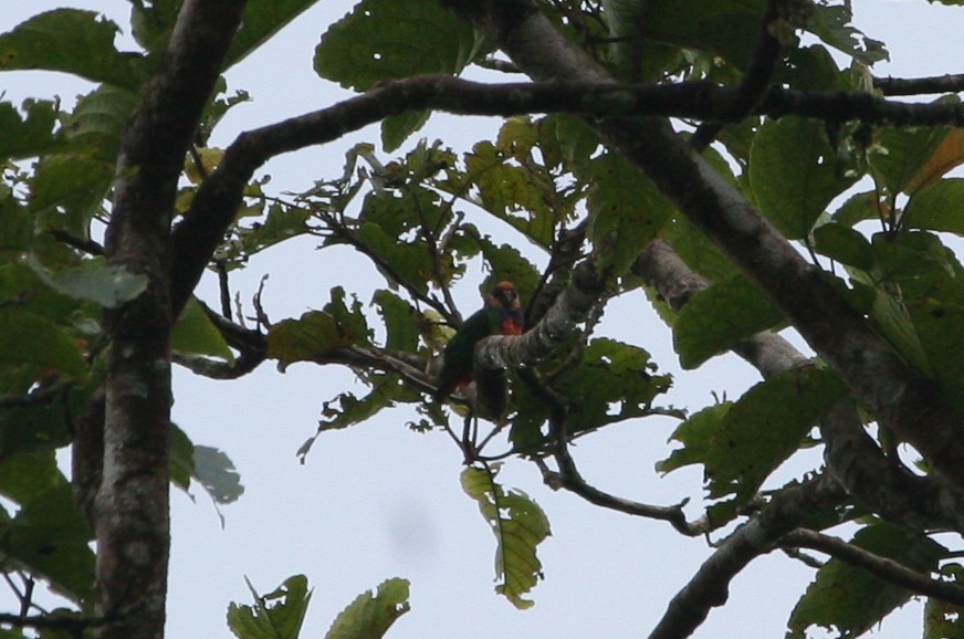 Red-breasted Pygmy-Parrot - ML629700483
