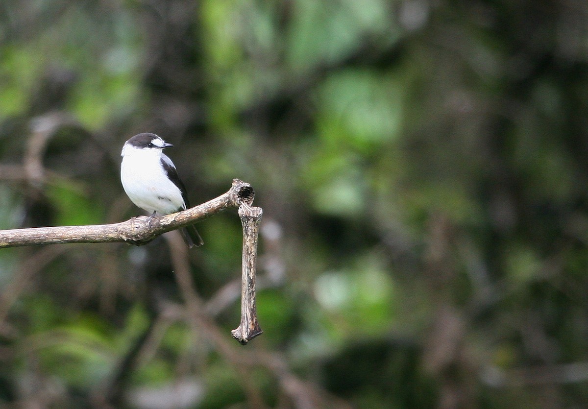 Torrent Flyrobin - ML629700553