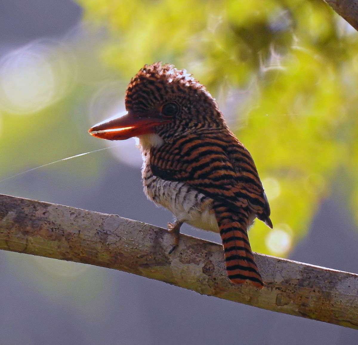 Banded Kingfisher - ML629700569