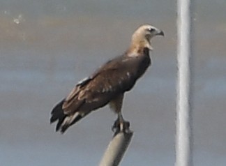 White-bellied Sea-Eagle - ML629700670