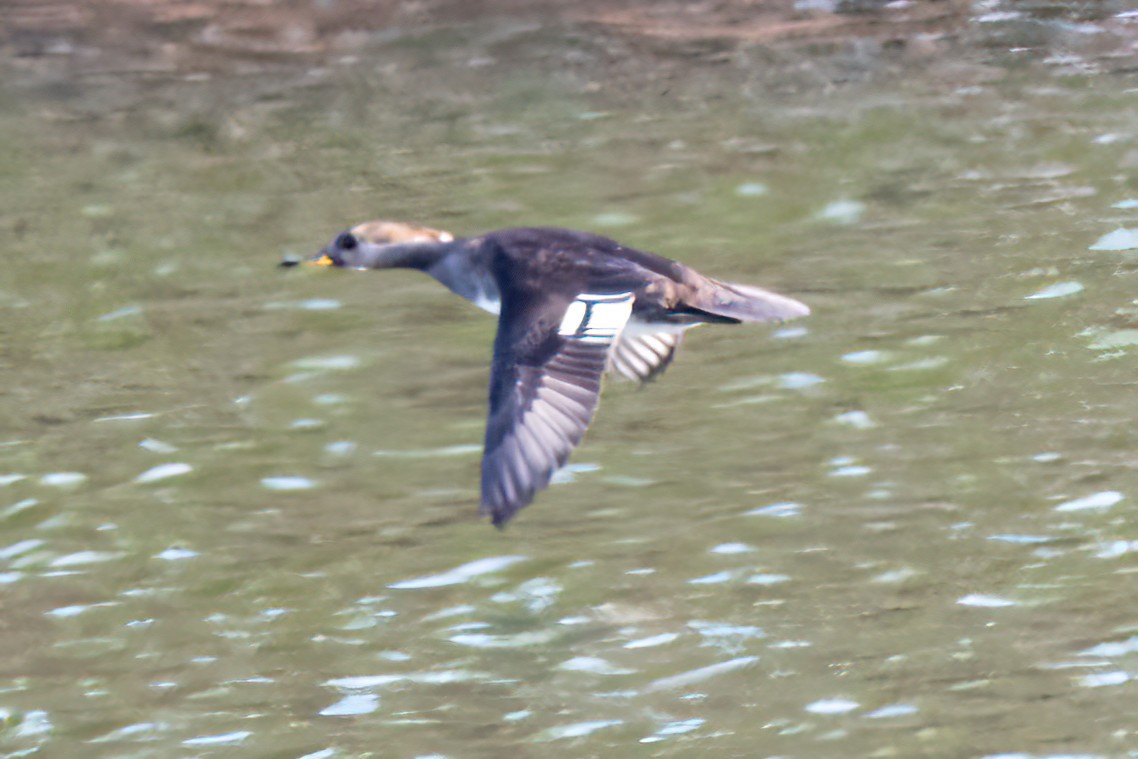 Hooded Merganser - ML629700743