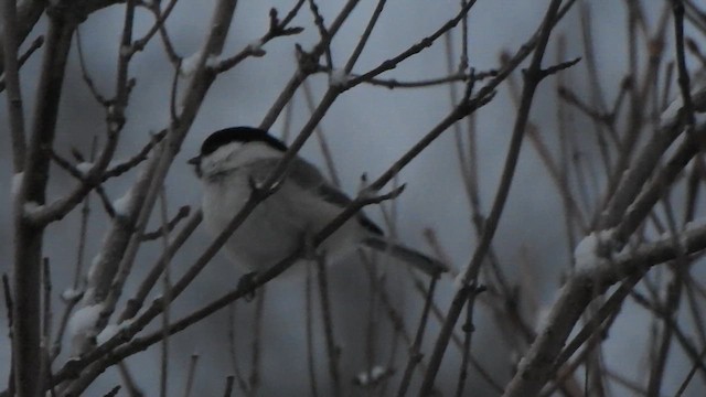 Willow Tit - ML629700819