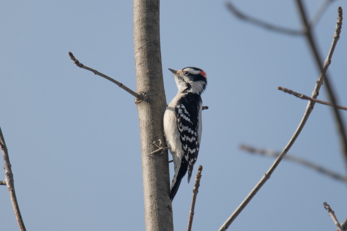 Downy Woodpecker - ML629700842